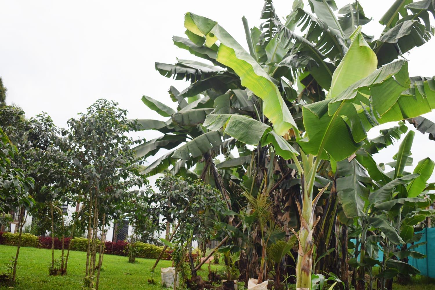The Plantains Place Karatina Extérieur photo